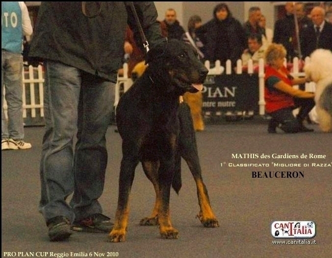 I nostri Beauceron Campioni - Des Gardiens de Rome