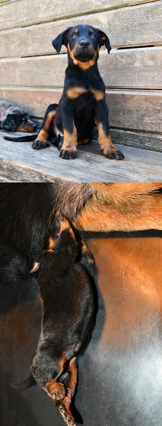 Cucciolo Beauceron nato il 1 Aprile 2025 - Des Gardiens de Rome