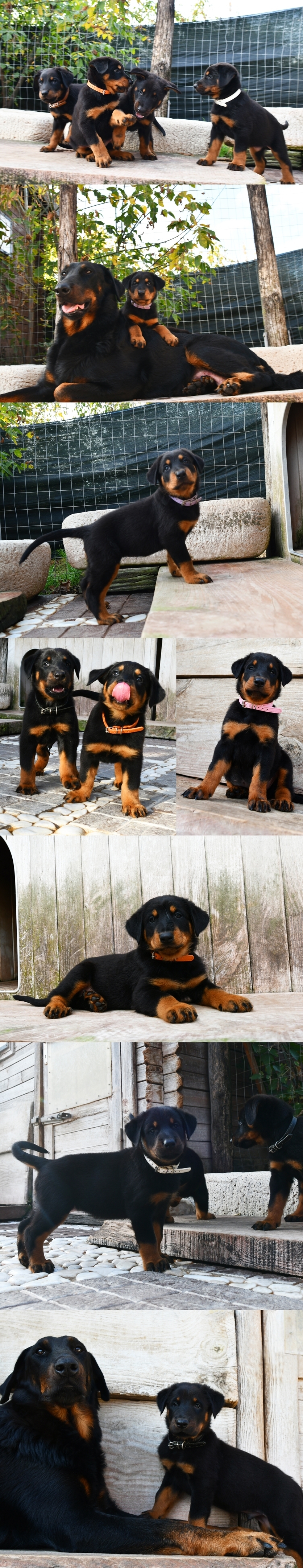 Cucciolata nata il 9 Settembre 2025 - Des Gardiens de Rome