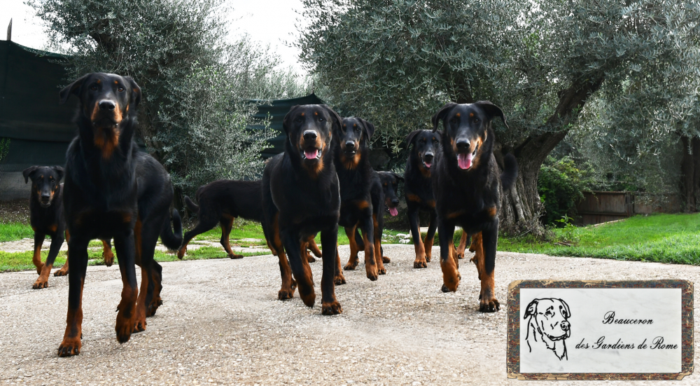 Beauceron Des Gardiens de Rome - Des Gardiens de Rome