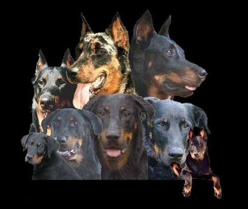 Le Club des Amis du Beauceron - Des Gardiens de Rome