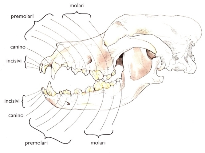 distribuzione dei denti - Des Gardiens de Rome