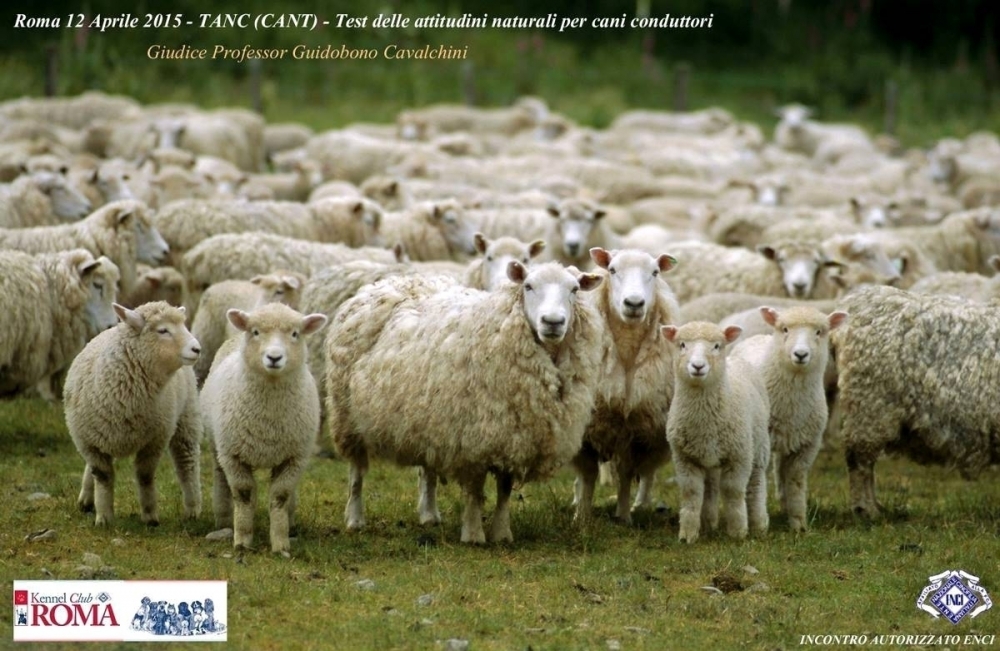 12 Aprile 2015 - TANC Test delle attitudini naturali per cani conduttori - Des Gardiens de Rome