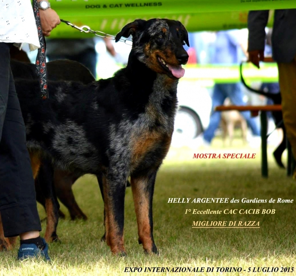 Expo Internazionale di Torino 5 Luglio 2015 - Mostra Speciale di Razza Beauceron - Des Gardiens de Rome