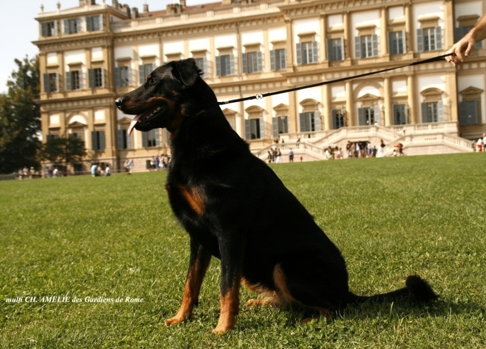 AMELIE des Gardiens de Rome - Des Gardiens de Rome