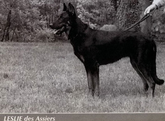 Leslie des Assiers - Des Gardiens de Rome