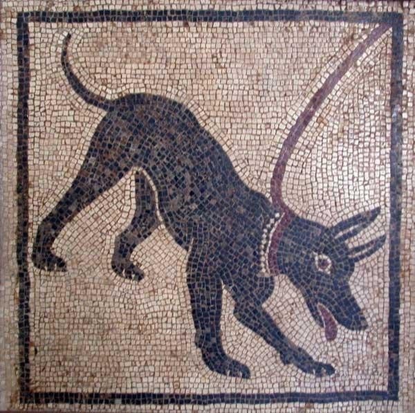 Genoma canino, e il controllo genetico della parentela - Des Gardiens de Rome
