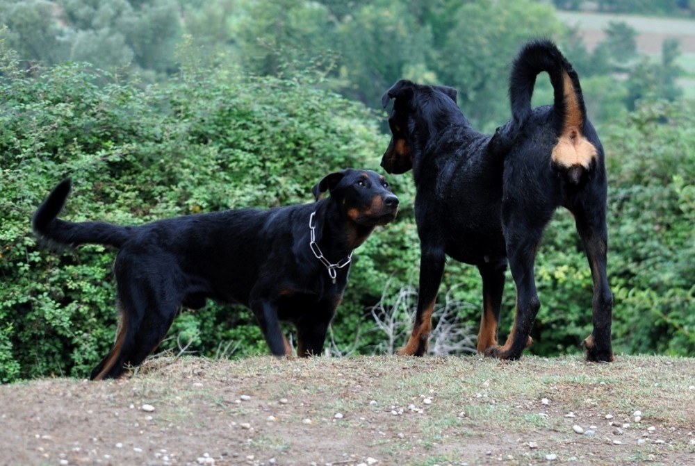 la riproduzione nel Beauceron - Des Gardiens de Rome