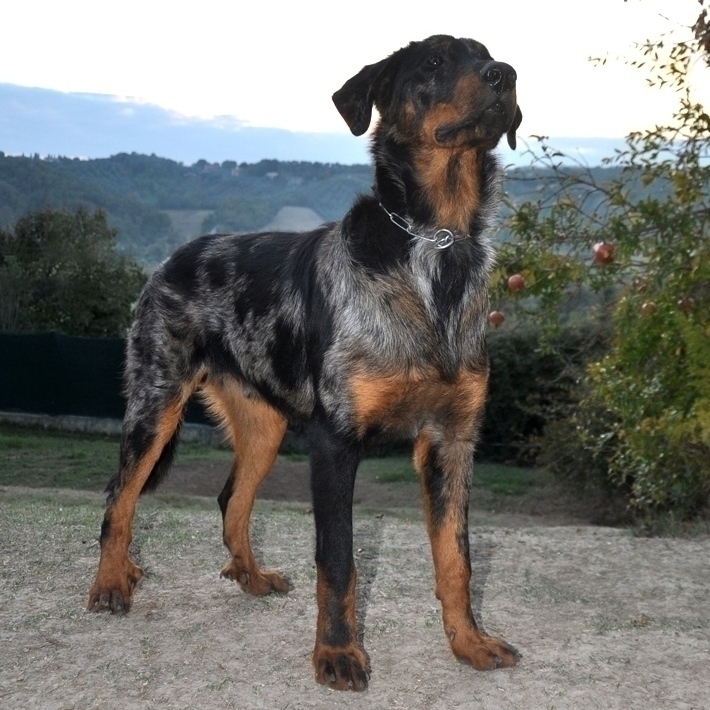 Jacky Argenté des Gardiens de Rome - Des Gardiens de Rome