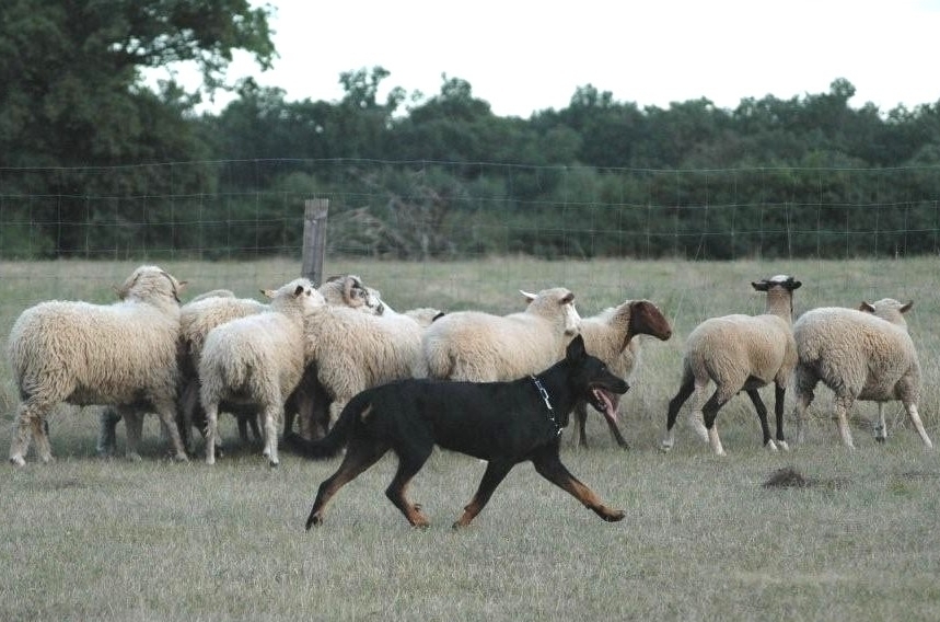 il Beauceron e il lavoro - Des Gardiens de Rome