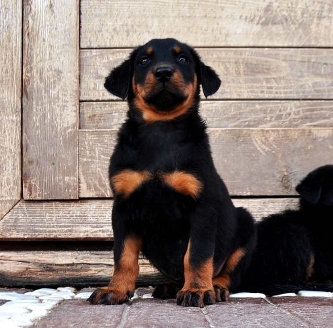 l'arrivo di un cucciolo Beauceron - Des Gardiens de Rome