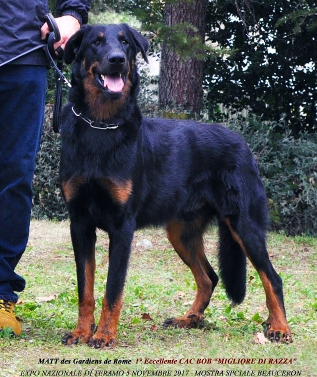 Expo Nazionale di Teramo - Mostra Speciale Beauceron - Des Gardiens de Rome