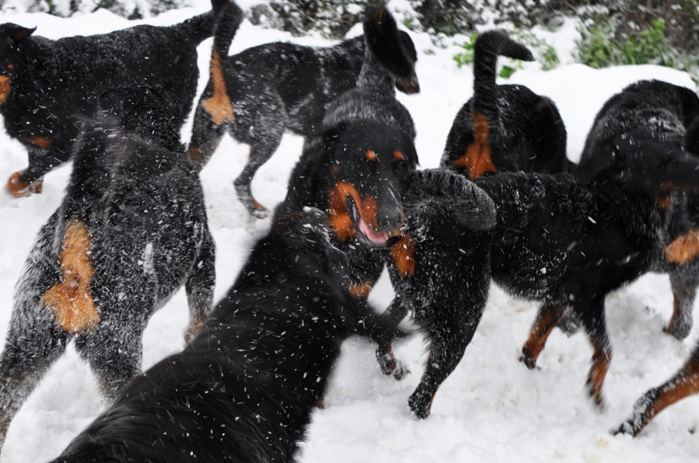 26 Febbraio 2018, i nostri Beauceron - Des Gardiens de Rome