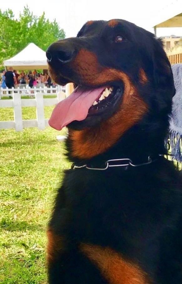 Expo Internazionale di Rende - Mostra Speciale Beauceron - Des Gardiens de Rome