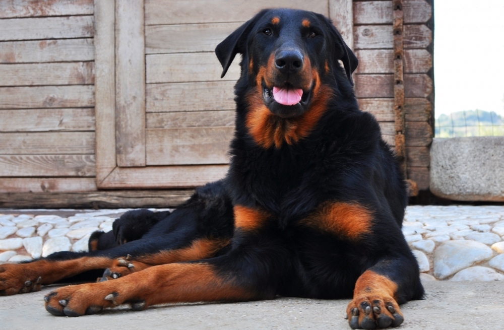 i nostri maschi Beauceron - Des Gardiens de Rome