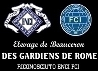 Beauceron Des Gardiens de Rome - Des Gardiens de Rome