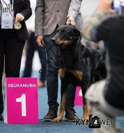 World Dog Show - Lipsia 2017 - Des Gardiens de Rome