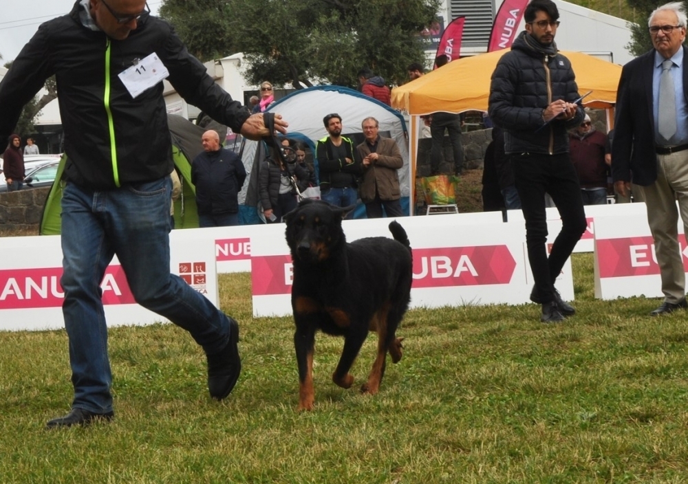 Expo Internazionale di Napoli - Mostra Speciale Beauceron - Des Gardiens de Rome