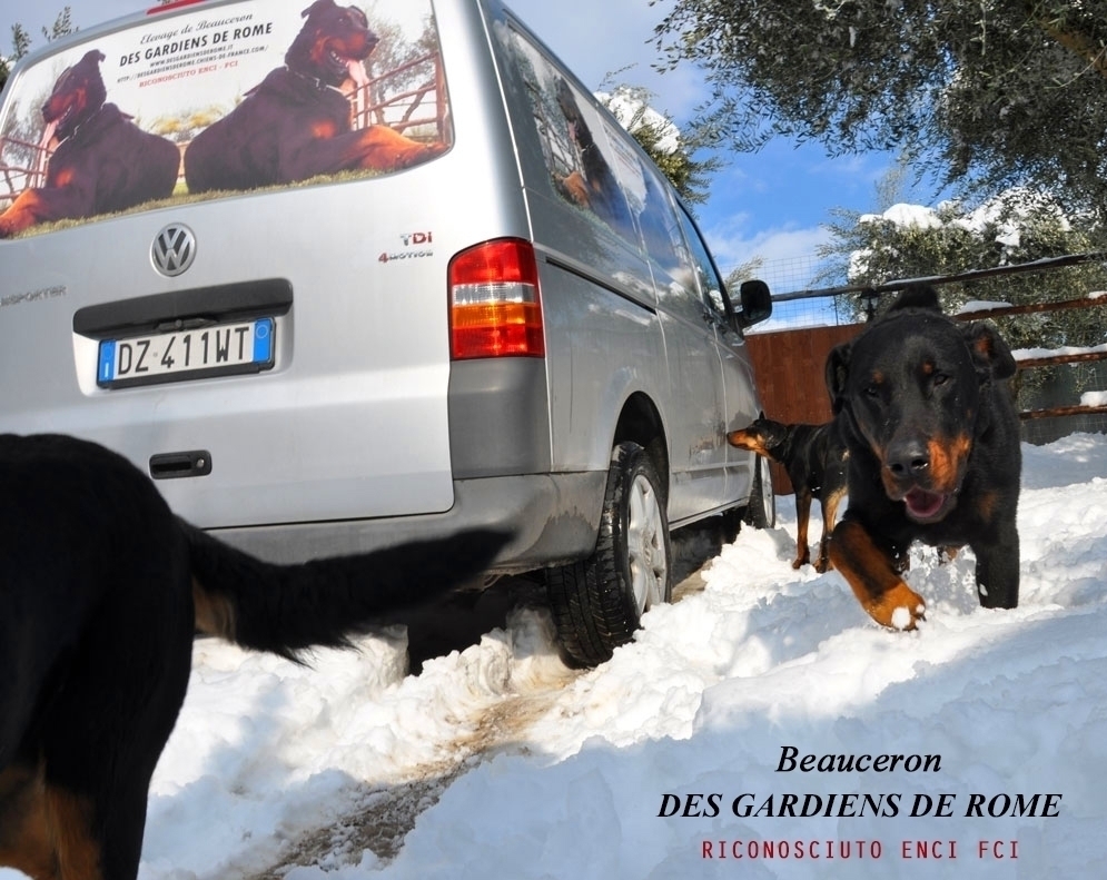Consegna dei nostri cuccioli - Des Gardiens de Rome