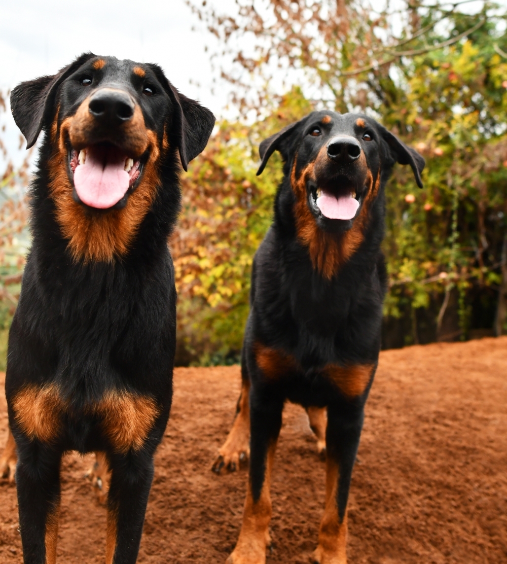 Standard del Beauceron - Des Gardiens de Rome