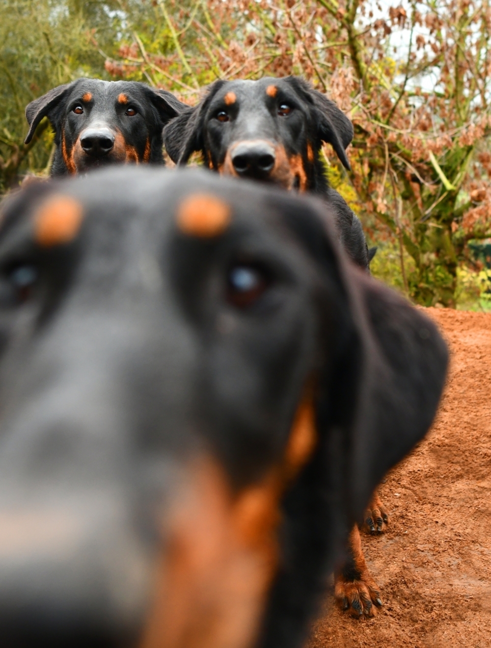 i nostri Beauceron - Des Gardiens de Rome