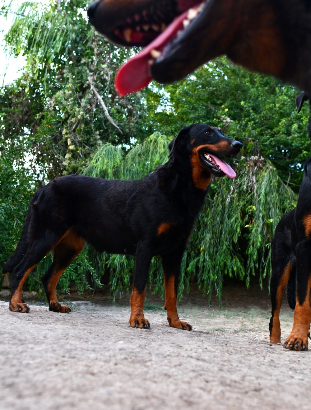 le nostre femmine Beauceron - Des Gardiens de Rome