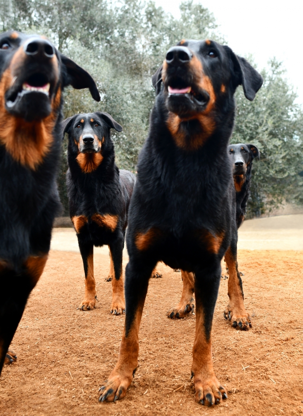 i nostri Beauceron - Des Gardiens de Rome