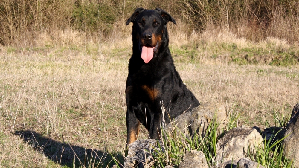 Allevamento Beauceron - Pastore della Beauce - Des Gardiens de Rome