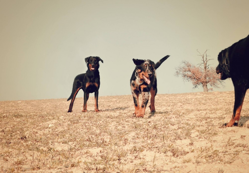 Nos Beaucerons retraités - Des Gardiens de Rome