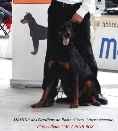 Expo Internazionale di Alessandria - Mostra Speciale Beauceron - Des Gardiens de Rome