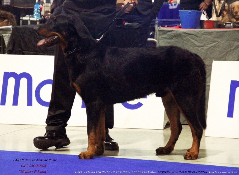 3 e 10 Febbraio 2018 "Mostre Speciali Beauceron" di Vercelli e Pistoia - Des Gardiens de Rome