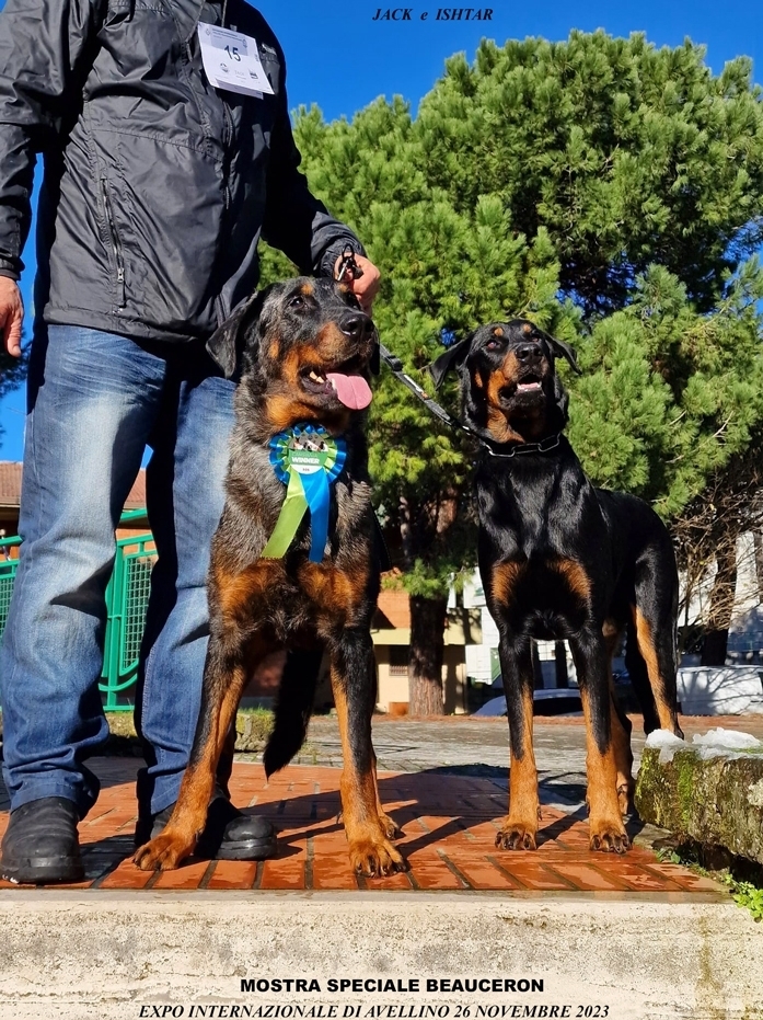 Expo Internazionale di Avellino, 26 Novembre 2023 - Mostra Speciale Beauceron - Des Gardiens de Rome