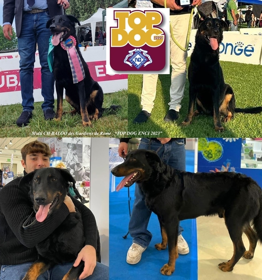 Top Dog Enci 2023 Beauceron (Pastore della Beauce) : Baloo des Gardiens de Rome - Des Gardiens de Rome