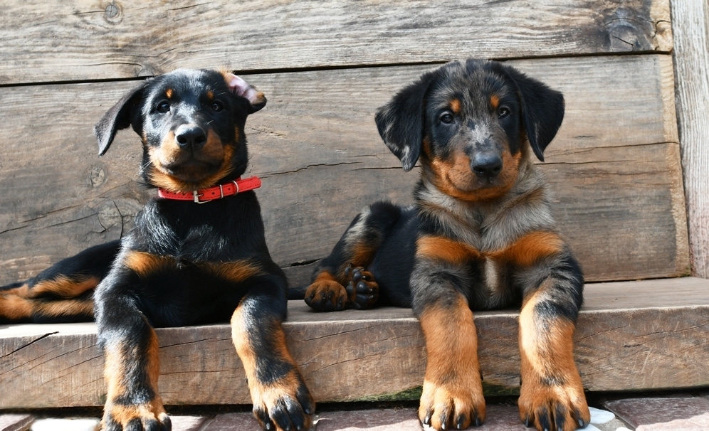 cuccioli Beauceron - Des Gardiens de Rome