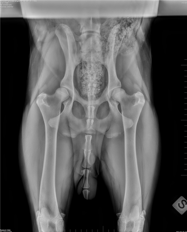Radiografie alle anche - Des Gardiens de Rome