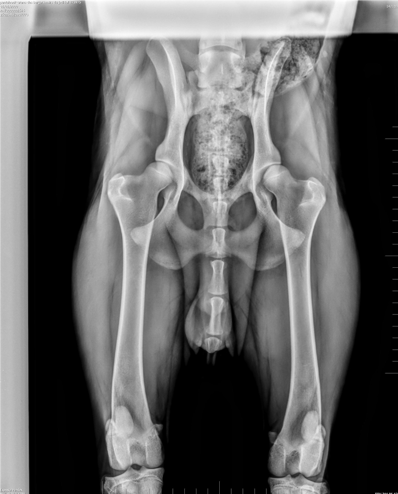 Radiografie alle anche - Des Gardiens de Rome