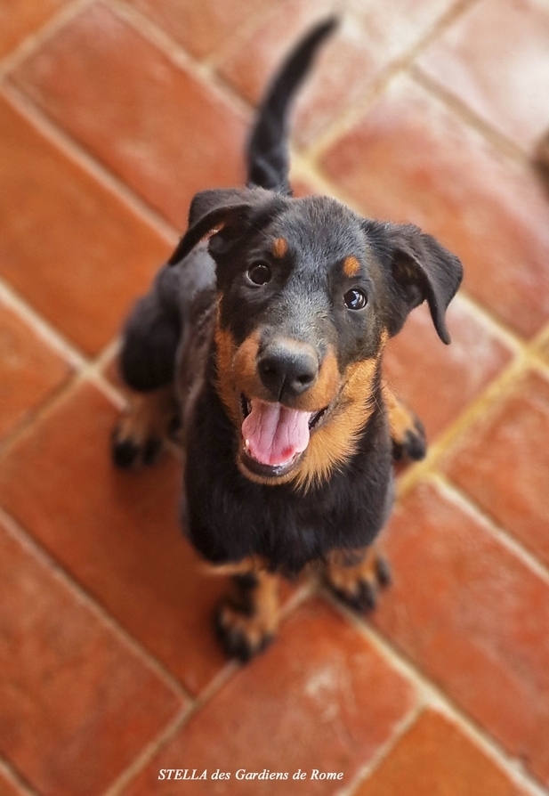 Cucciola nero focata disponibile nata il 19 Marzo 2025 - Des Gardiens de Rome