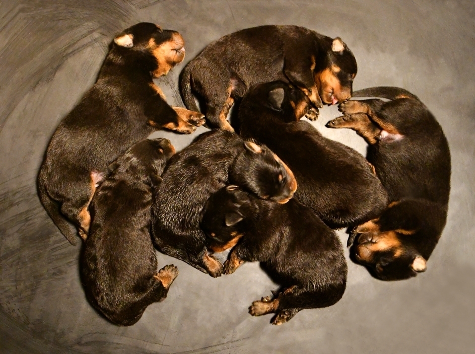 Cucciolata nata il 19 Agosto 2025 (disponibile dal 20 Ottobre) - Des Gardiens de Rome