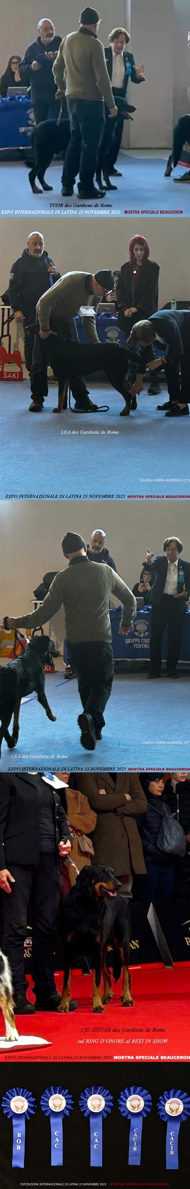 Expo Internazionale di Latina, 23 Novembre 2025, Mostra Speciale Beauceron - Des Gardiens de Rome