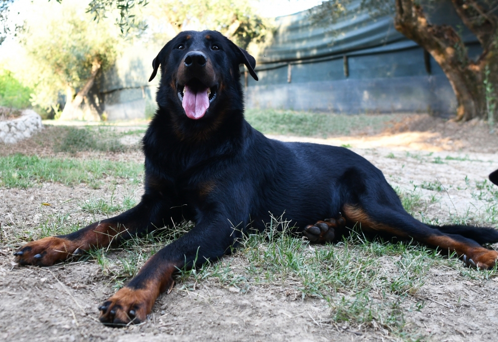 Tuor des Gardiens de Rome - Des Gardiens de Rome