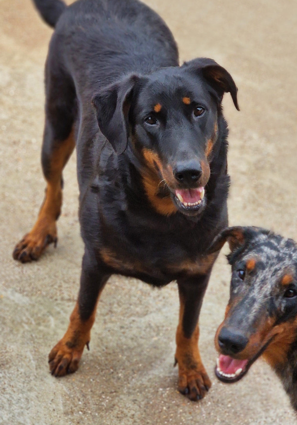 Lartia des Gardiens de Rome - Des Gardiens de Rome