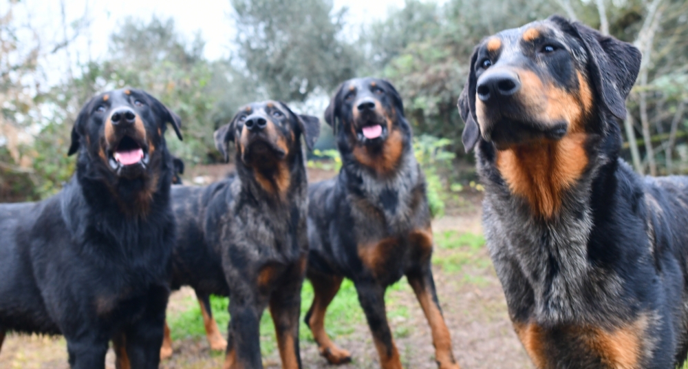 Standard del Beauceron - Des Gardiens de Rome