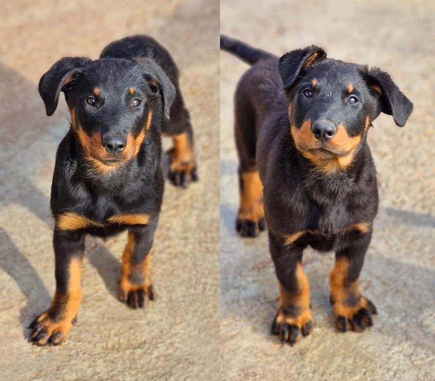 Cucciolata nata il 23 Ottobre 2025 - Des Gardiens de Rome