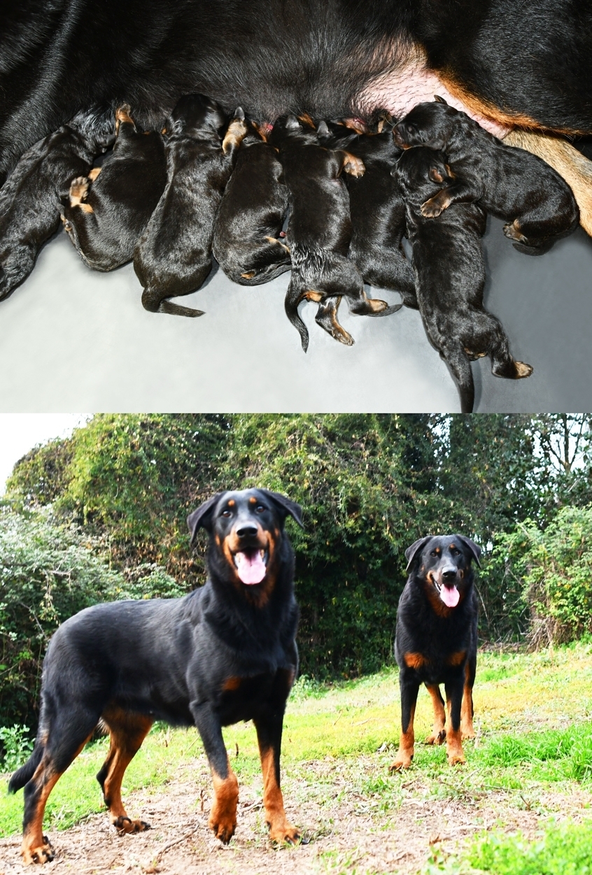 Cucciolata nata il 15 Gennaio 2026 (dipsonibile per la metà di Marzo) - Des Gardiens de Rome