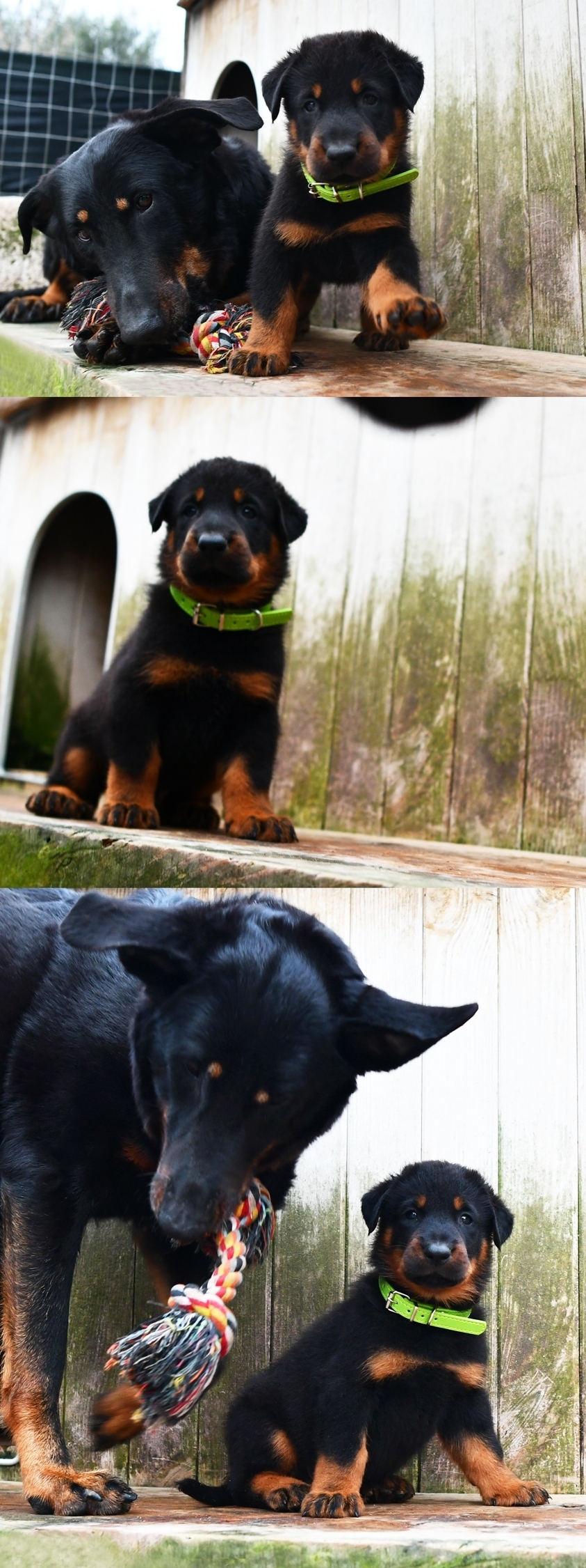 Cucciolo Beauceron maschio nato il 14 Dicembre 2025 - Des Gardiens de Rome