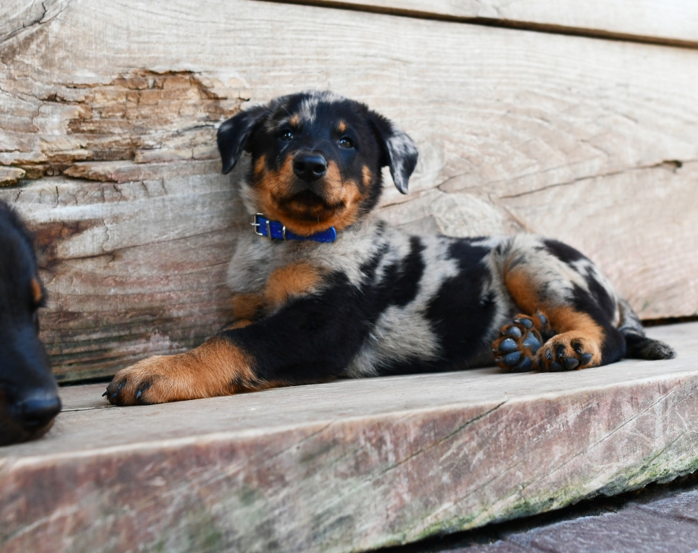  - Des Gardiens de Rome