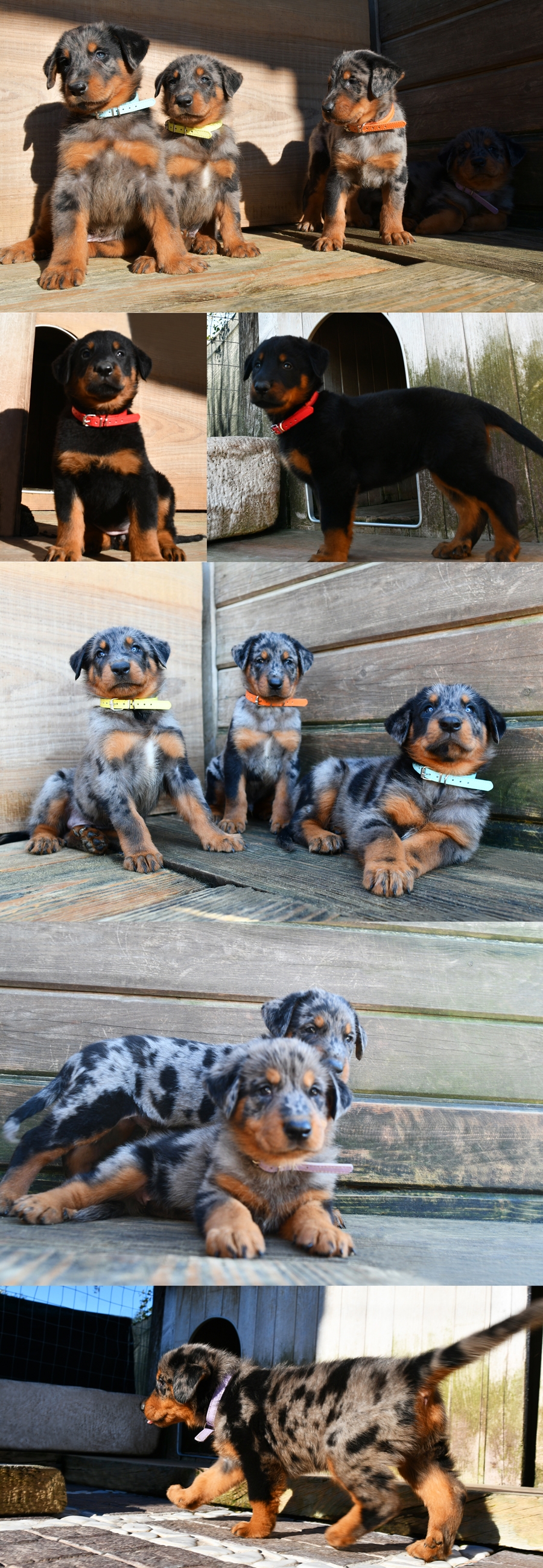  - Des Gardiens de Rome