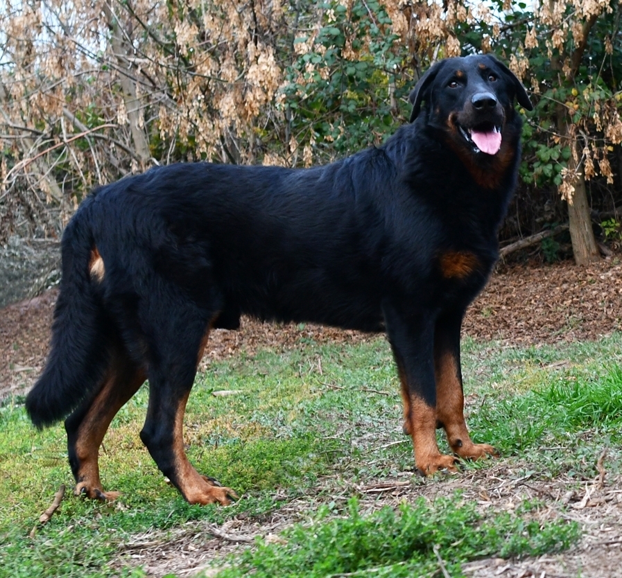 Horus des Gardiens de Rome - Des Gardiens de Rome