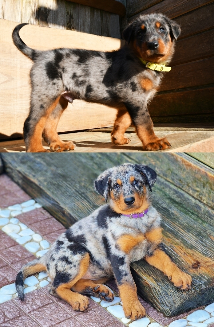 Cucciolata nata il 27 Dicembre 2025 - Des Gardiens de Rome