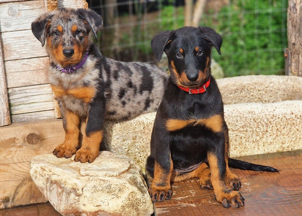  - Des Gardiens de Rome